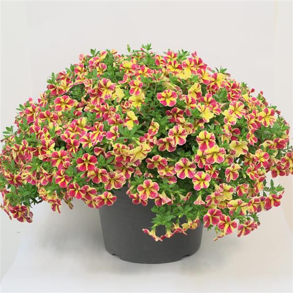 MiniFamous® Neo Red Shuffle Calibrachoa - Container