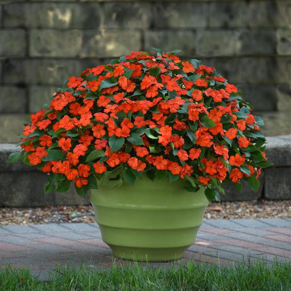 Beacon® Orange Impatiens - Container