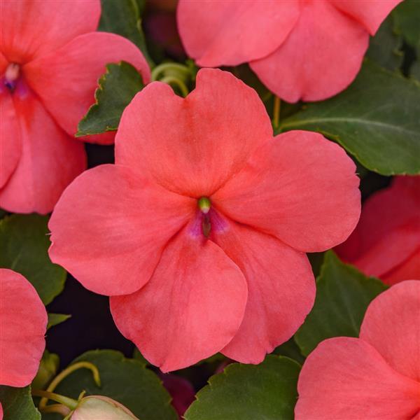 Beacon® Coral Improved Impatiens - Bloom