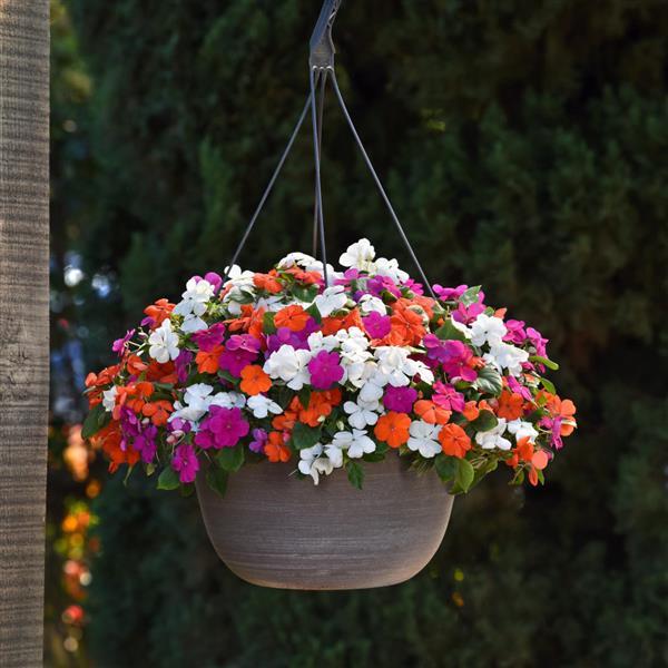 Beacon® Lindau Mixture Impatiens - Basket