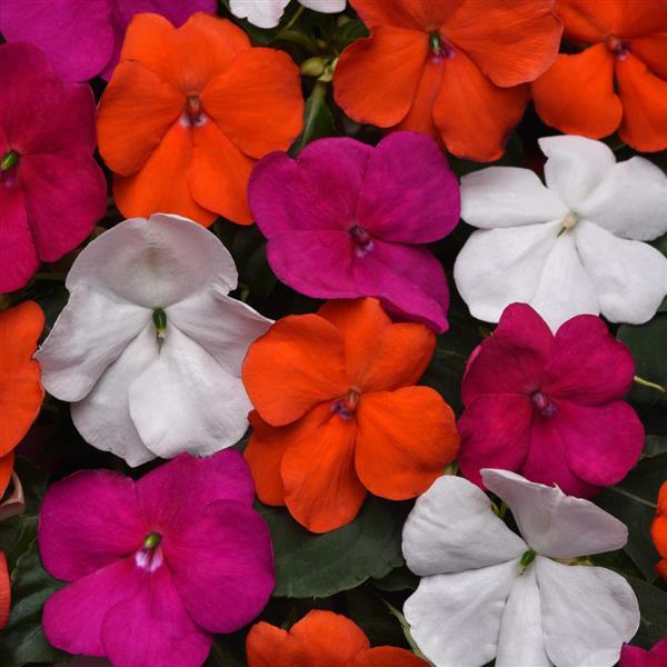 Beacon® Lindau Mixture Impatiens - Bloom