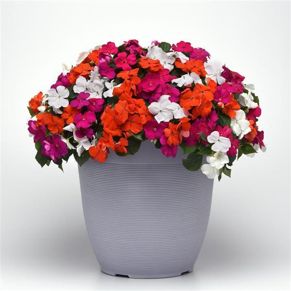 Beacon® Lindau Mixture Impatiens - Container