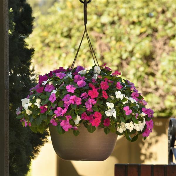 Beacon® Chicago Mixture Impatiens - Basket