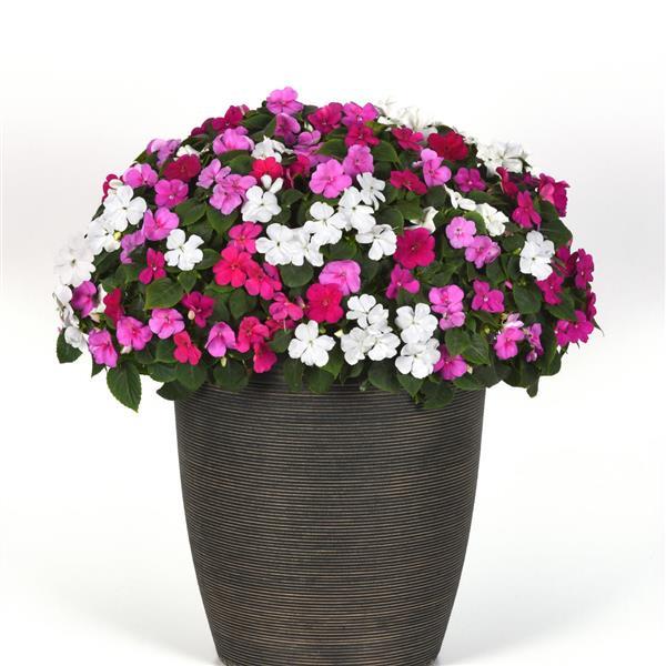 Beacon® Chicago Mixture Impatiens - Container