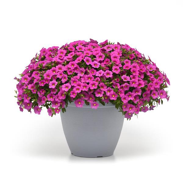 MiniFamous® Uno Pink Calibrachoa - Container