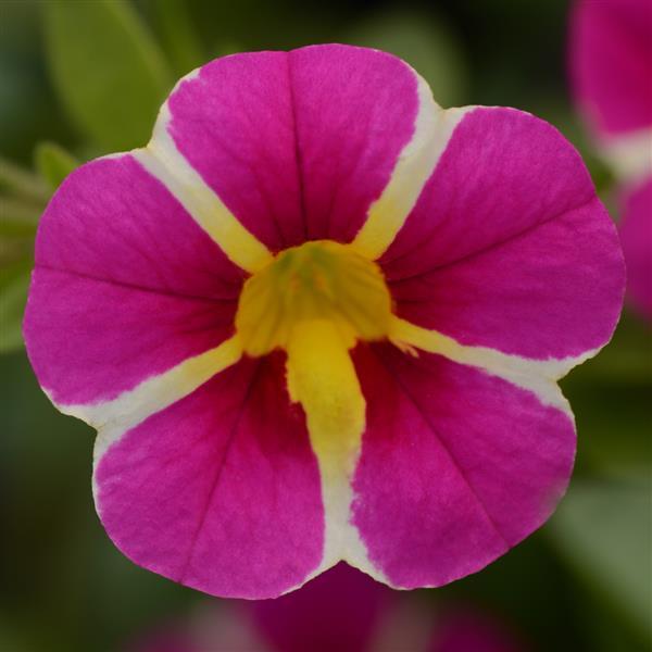 MiniFamous® Uno Pink Star Calibrachoa - Bloom