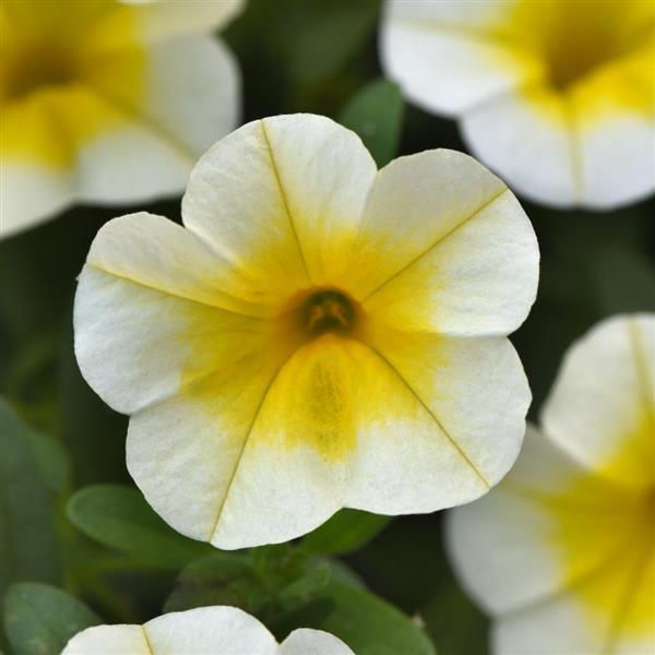 MiniFamous® Uno White Gold Calibrachoa - Bloom