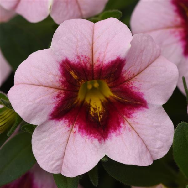 MiniFamous® Uno Pink Strike Calibrachoa - Bloom