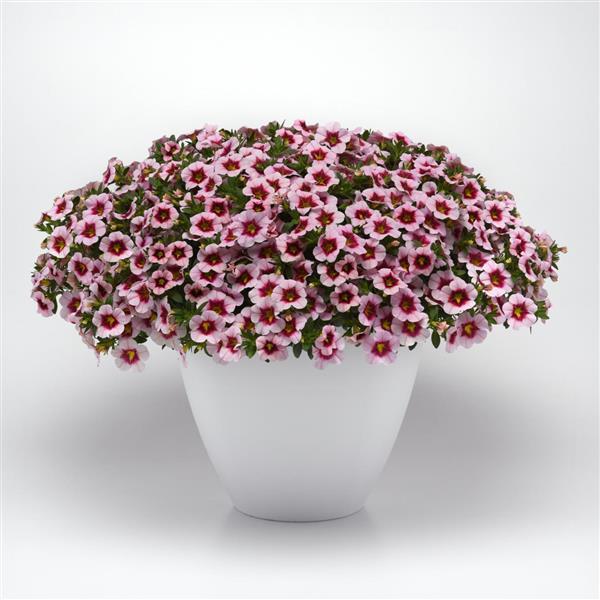 MiniFamous® Uno Pink Strike Calibrachoa - Container