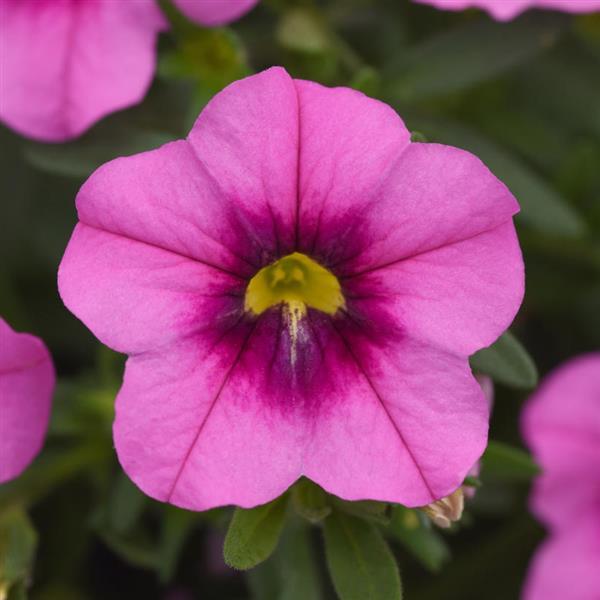 MiniFamous® Uno Rose+Eye Calibrachoa - Bloom