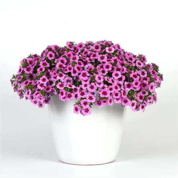 MiniFamous® Uno Rose+Eye Calibrachoa - Container