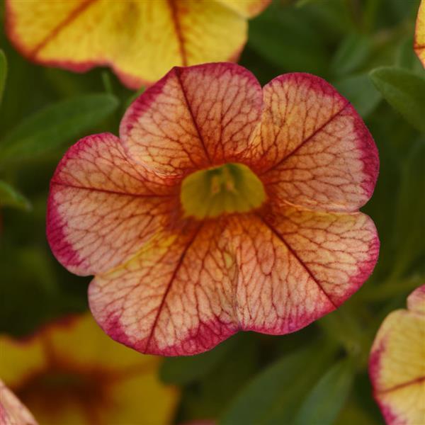 MiniFamous® Uno Ember Eclipse Calibrachoa - Bloom