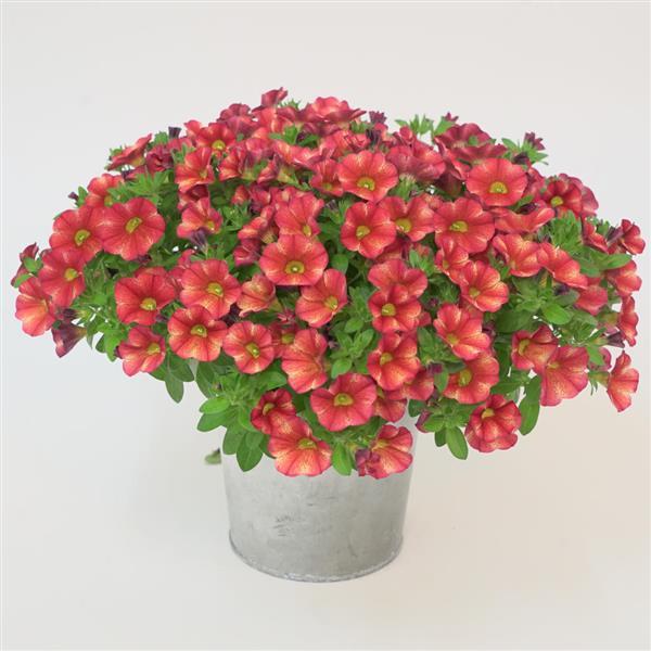 MiniFamous® Uno Ember Eclipse Calibrachoa - Container