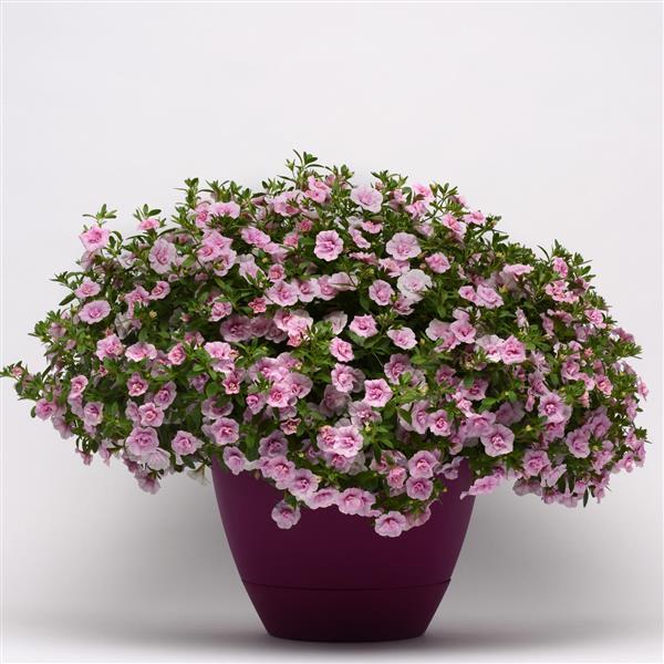 MiniFamous® Uno Double Light Pink Calibrachoa - Container