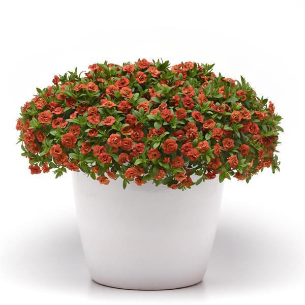 MiniFamous® Uno Double Orange Calibrachoa - Container