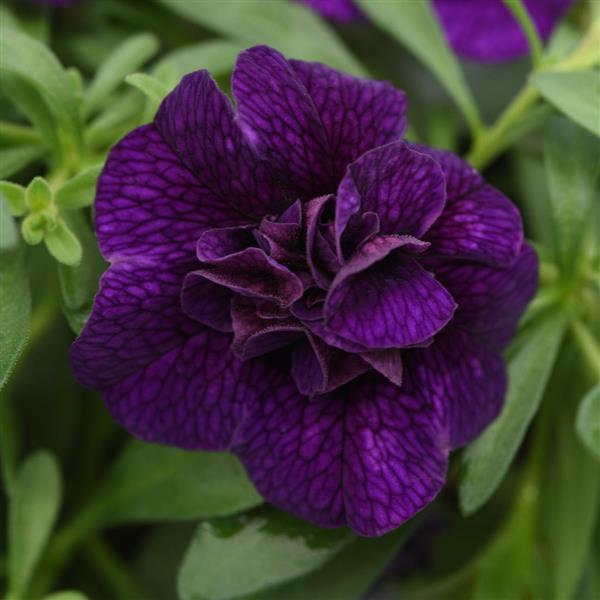 MiniFamous® Uno Double Dark Blue Calibrachoa - Bloom