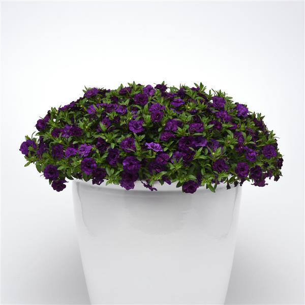 MiniFamous® Uno Double Dark Blue Calibrachoa - Container