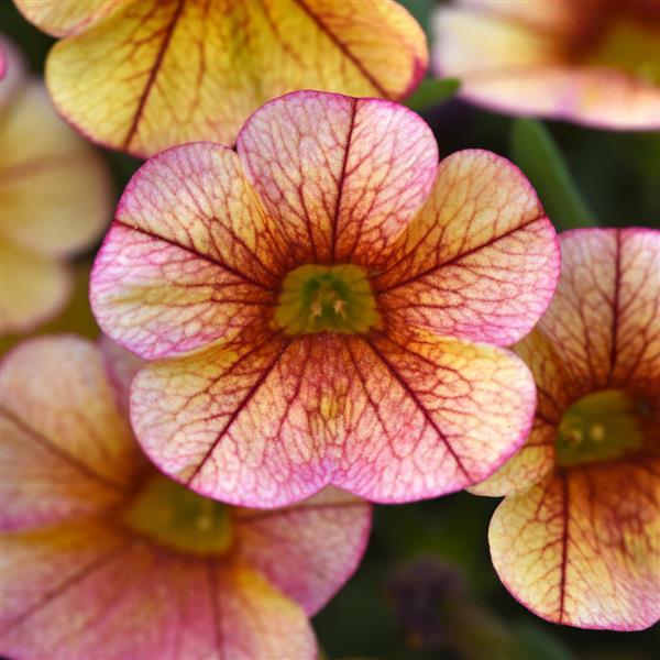 MiniFamous® Uno Orange+Red Vein Calibrachoa - Bloom