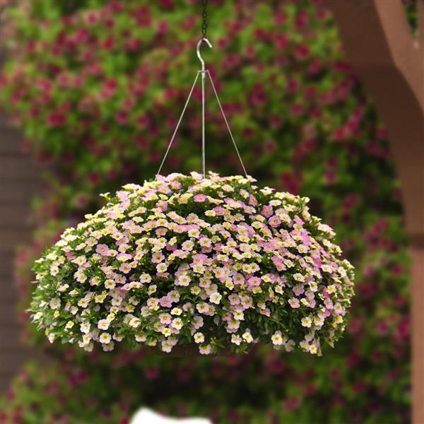 MiniFamous® Uno Pink Radiance Calibrachoa - Basket