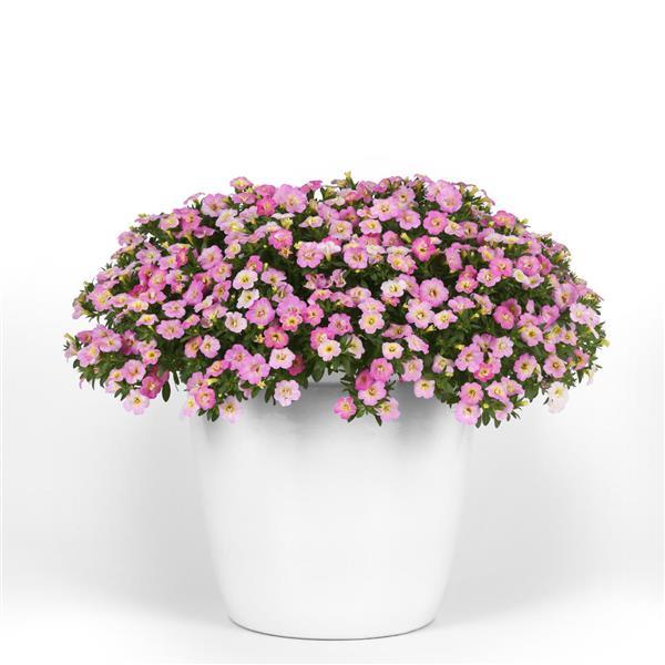 MiniFamous® Uno Pink Radiance Calibrachoa - Container