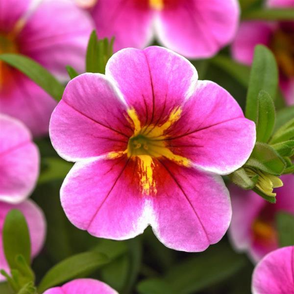 MiniFamous® Uno Pink Starfruit Calibrachoa - Bloom