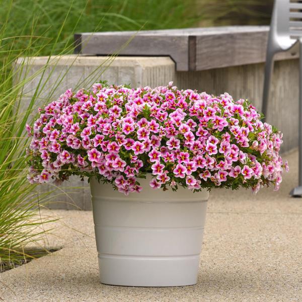 MiniFamous® Uno Pink Starfruit Calibrachoa - Container