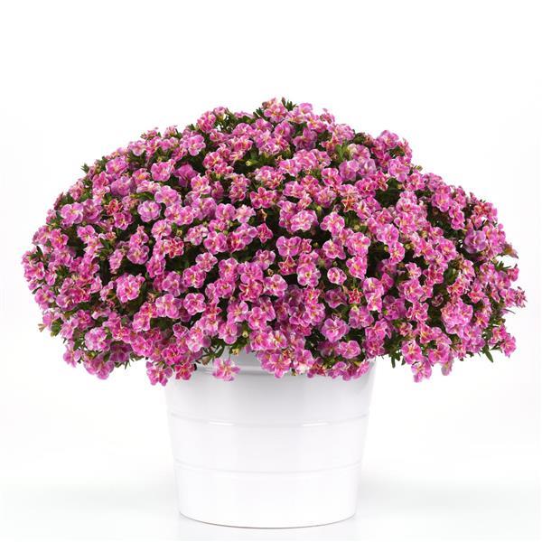 MiniFamous® Uno Funtopia Pink Calibrachoa - Container