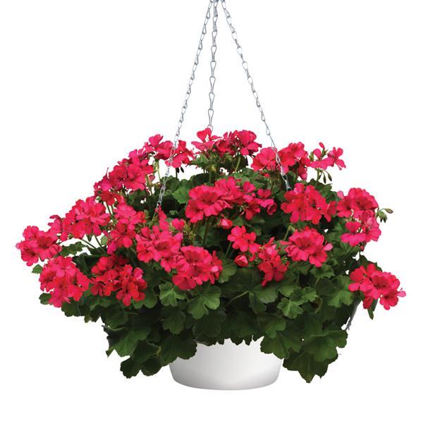 Marcada™ Magenta Interspecific Geranium - Basket