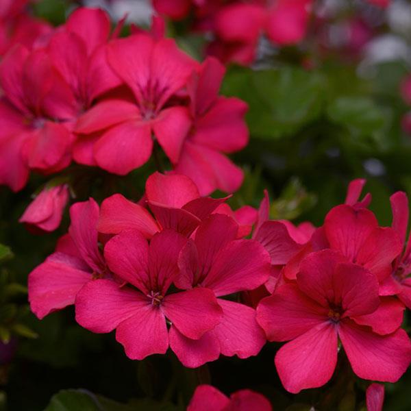 Marcada™ Magenta Interspecific Geranium - Bloom