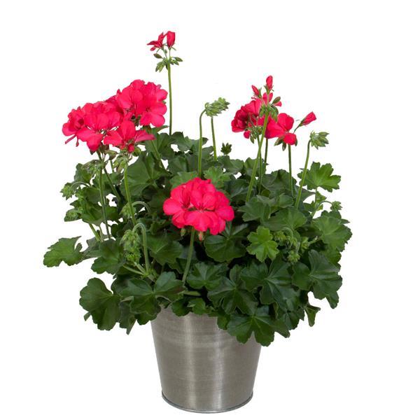 Marcada™ Magenta Interspecific Geranium - Container