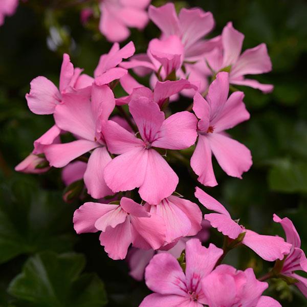 Marcada™ Pink Interspecific Geranium - Bloom