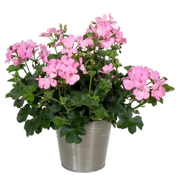 Marcada™ Pink Interspecific Geranium - Container