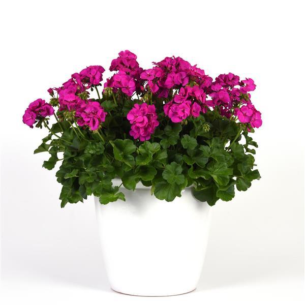 Marcada™ Electric Purple Interspecific Geranium - Container