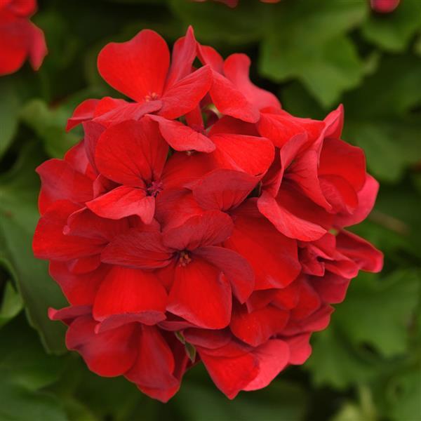 Marcada™ Dark Red Interspecific Geranium - Bloom