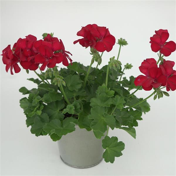 Marcada™ Dark Red Interspecific Geranium - Container