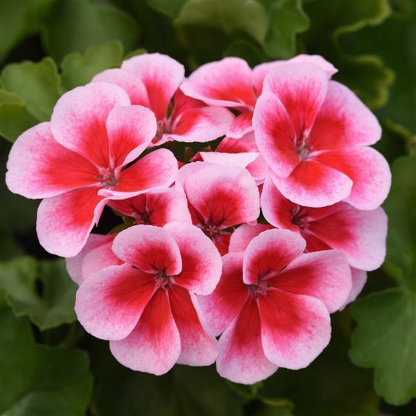 Marcada™ Pink+Purple Eye Interspecific Geranium - Bloom