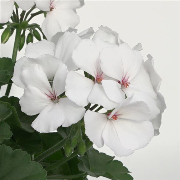 Marcada™ White 25 Interspecific Geranium - Bloom