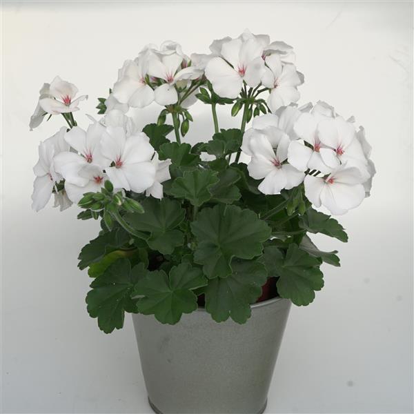 Marcada™ White 25 Interspecific Geranium - Container