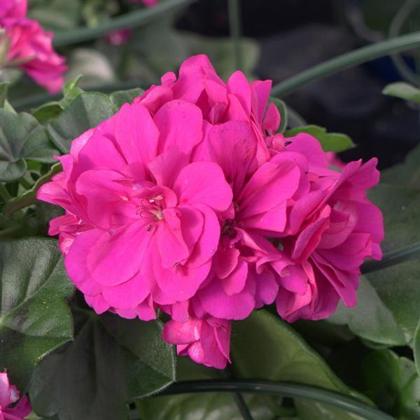 Royal™ Purple Ivy Geranium - Bloom