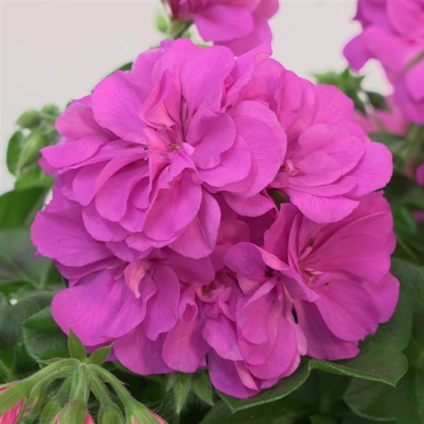 Royal™ Blue 25 Ivy Geranium - Bloom