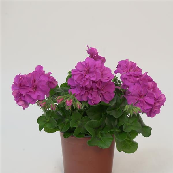 Royal™ Blue 25 Ivy Geranium - Container