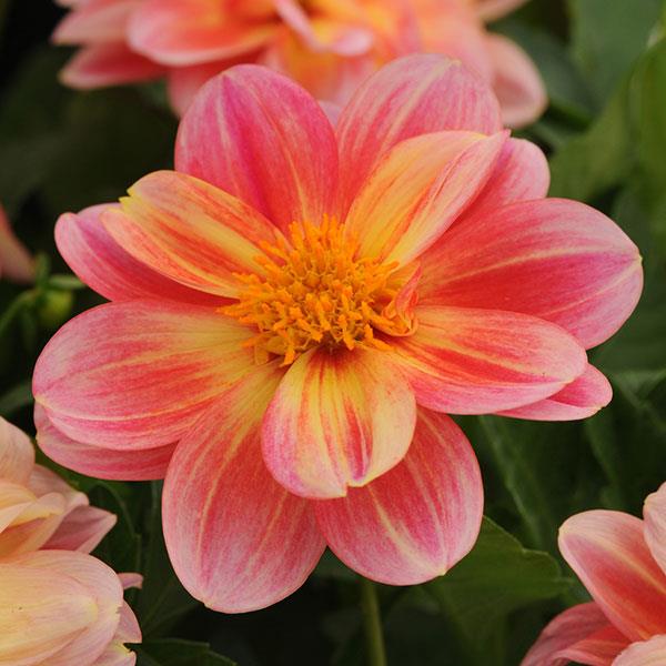 Dalaya® Pink+Lemon Dahlia - Bloom