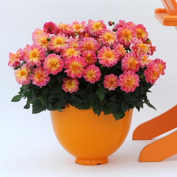 Dalaya® Pink+Lemon Dahlia - Container