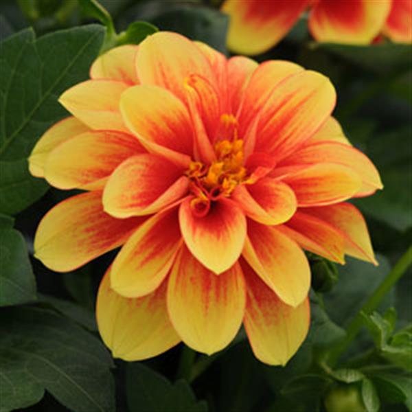 Dalaya® Yellow+Red Eye Dahlia - Bloom