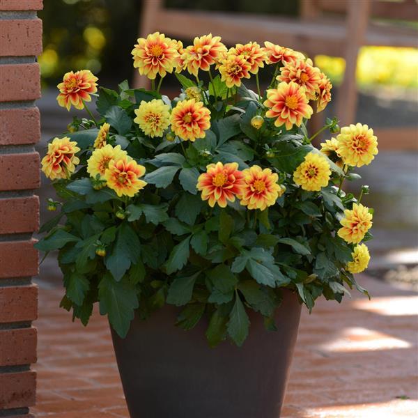 Dalaya® Yellow+Red Eye Dahlia - Container