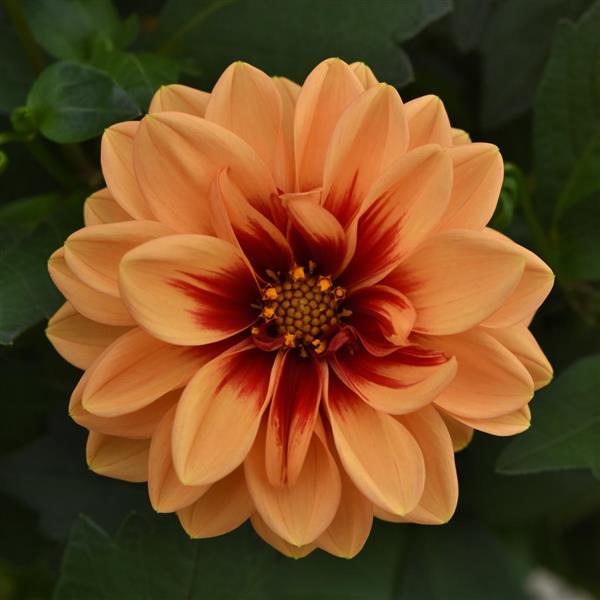 Dalaya® Apricot+Red Eye Dahlia - Bloom