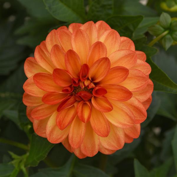 Dalaya® Red+Yellow Eye 25 Dahlia - Bloom