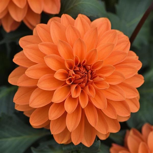 Dalaya® Apricot Dahlia - Bloom