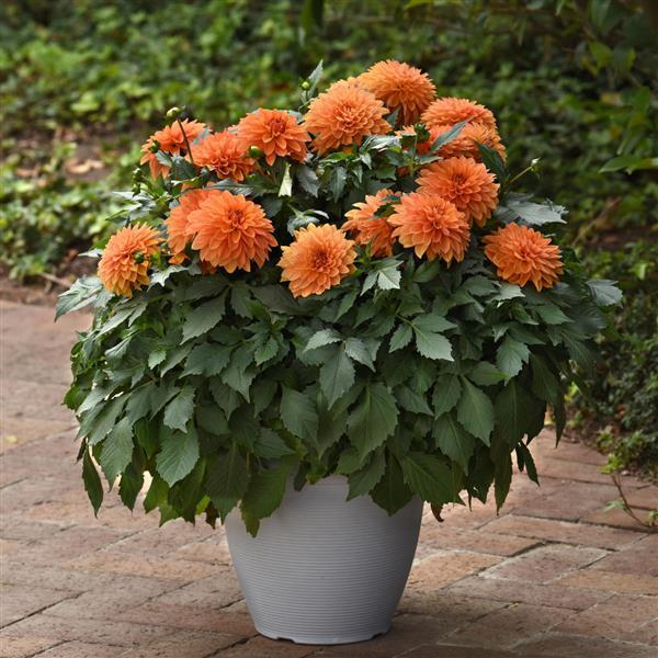 Dalaya® Apricot Dahlia - Container