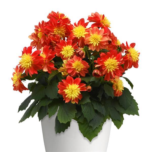 Dalaya® Fireball Dahlia - Container